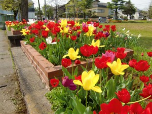 久保公園（チューリップ）