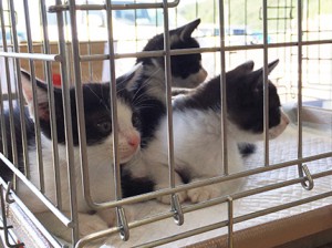 飼い主が現れるのを待つ猫。今日は６組の一般参加の保護者の方が参加されました。